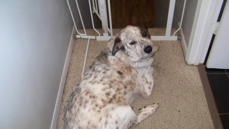 Baxter CL thumbnail 3