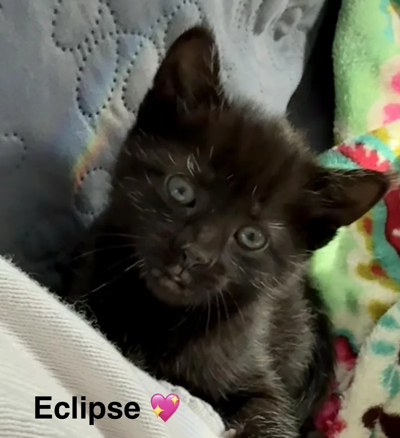 A baby small-sized female Domestic Short Hair cat named Eclipse for adoption in Bethel Park, PA