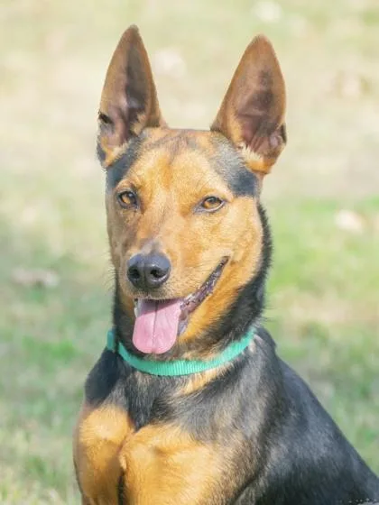 An adult medium-sized male Terrier dog named Bj for adoption in San Antonio, TX