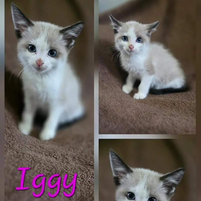 A baby small-sized female Seal Point Domestic Short Hair cat named Iggy for adoption in Coralville, IA