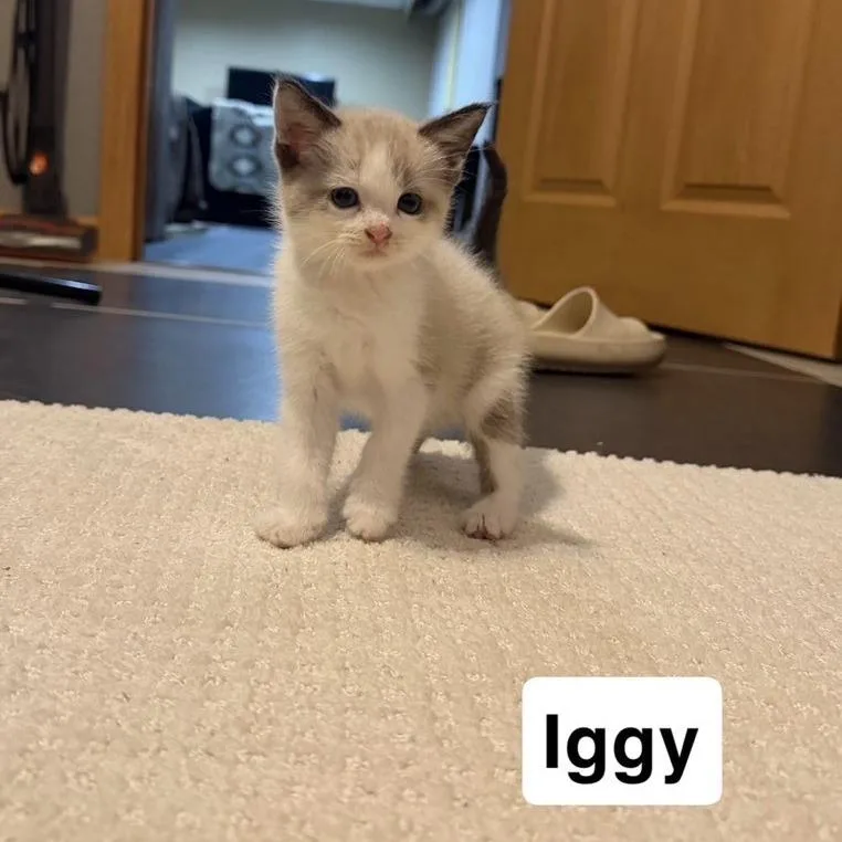 Iggy thumbnail 3