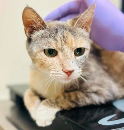 An adult small-sized female Domestic Short Hair cat named Mother Hen for adoption in West Chester, PA
