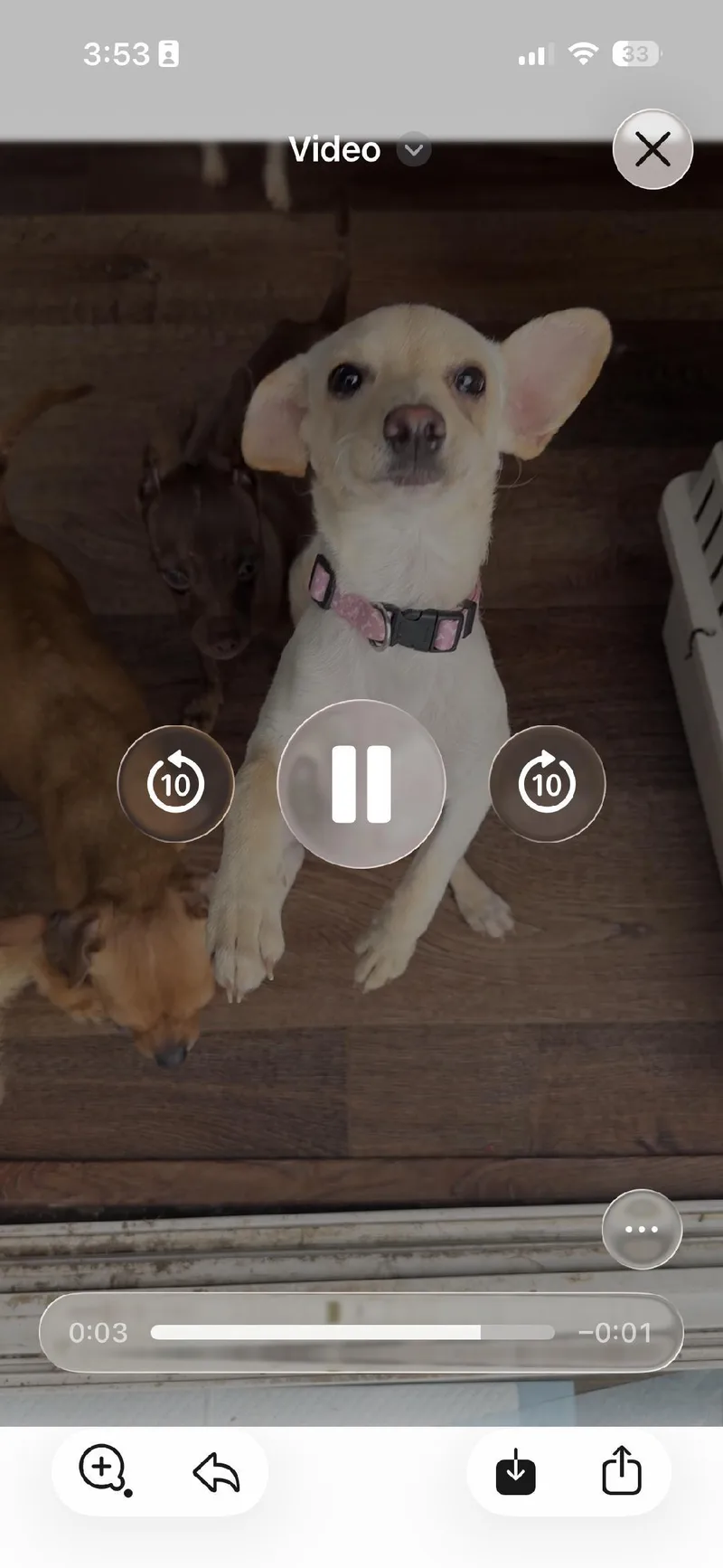 A young small-sized female Chihuahua dog named Bloom for adoption in Los Angeles, CA