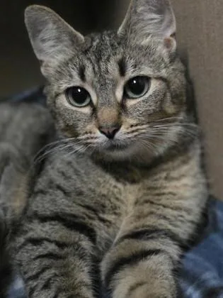 An adult small-sized female Domestic Short Hair cat named Zia for adoption in Phoenix, AZ