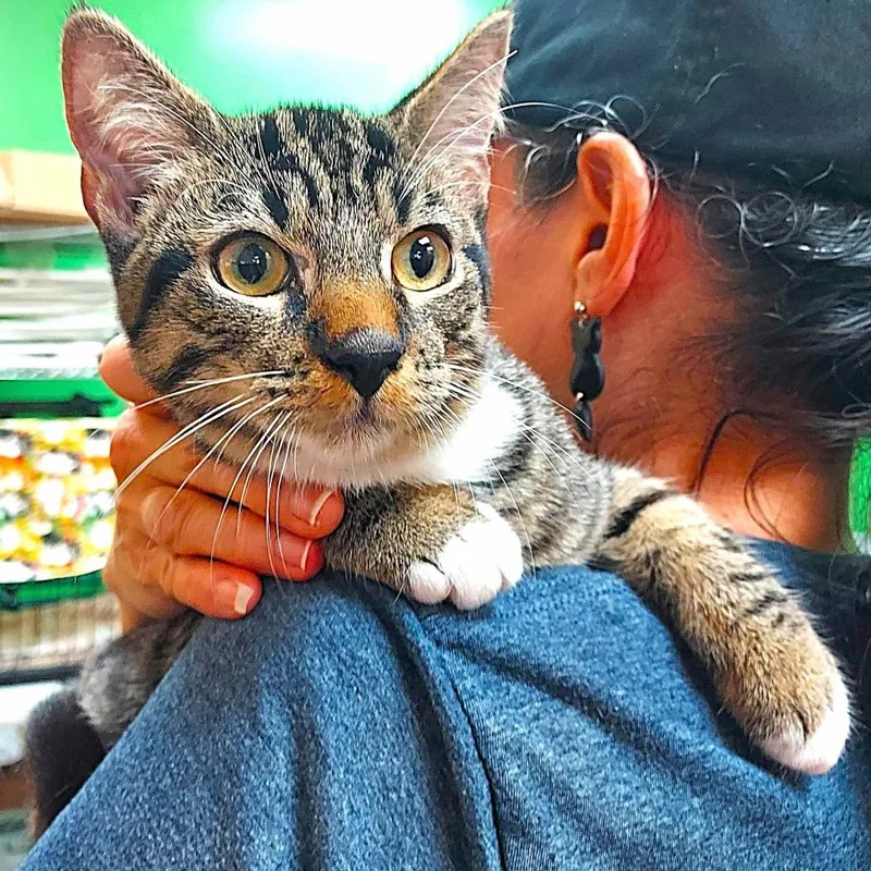 Greg Brady thumbnail 2