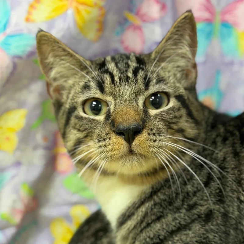 Greg Brady thumbnail 3