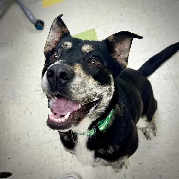 A young medium-sized female Pit Bull Terrier dog named Luna for adoption in Sioux City, IA