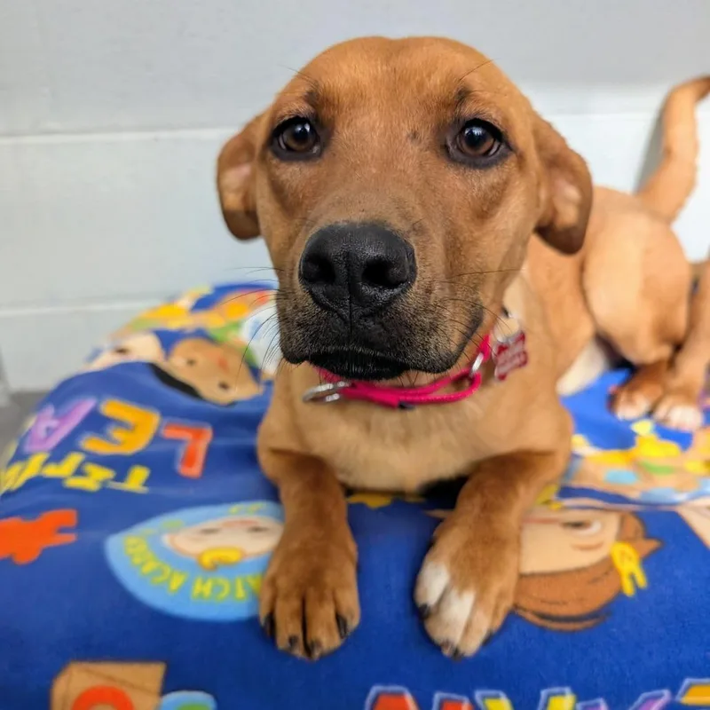 A young medium-sized female Brown / Chocolate Mixed Breed dog named Venus for adoption in Wheeling, IL