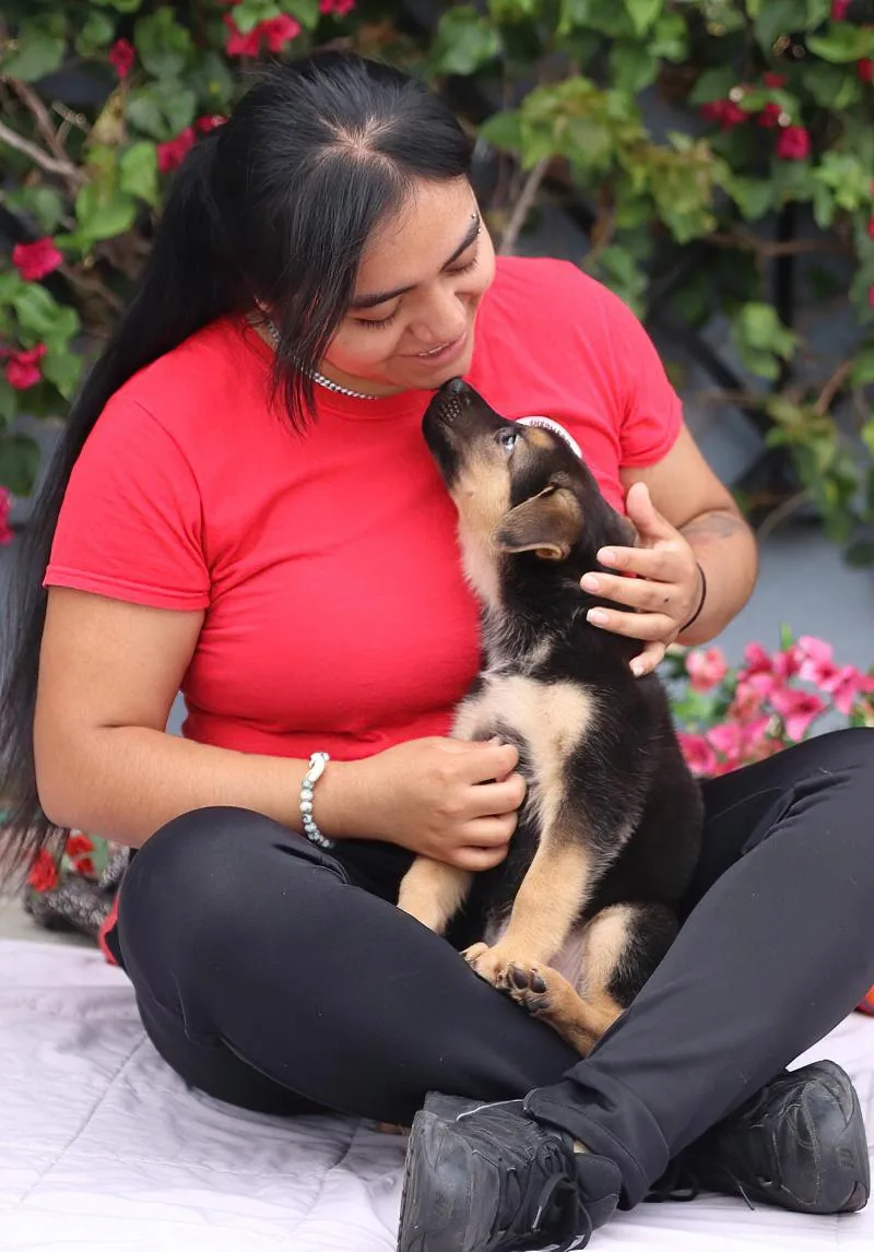 A baby large-sized male Black German Shepherd Dog dog named Sheldon von Nala for adoption in Los Angeles, CA