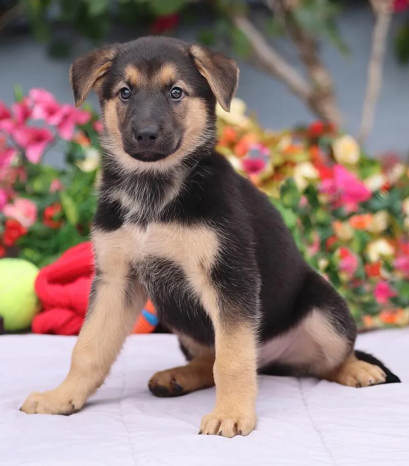 Sheldon von Nala thumbnail 3