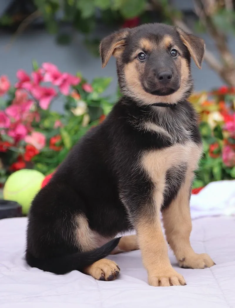 Sheldon von Nala thumbnail 5