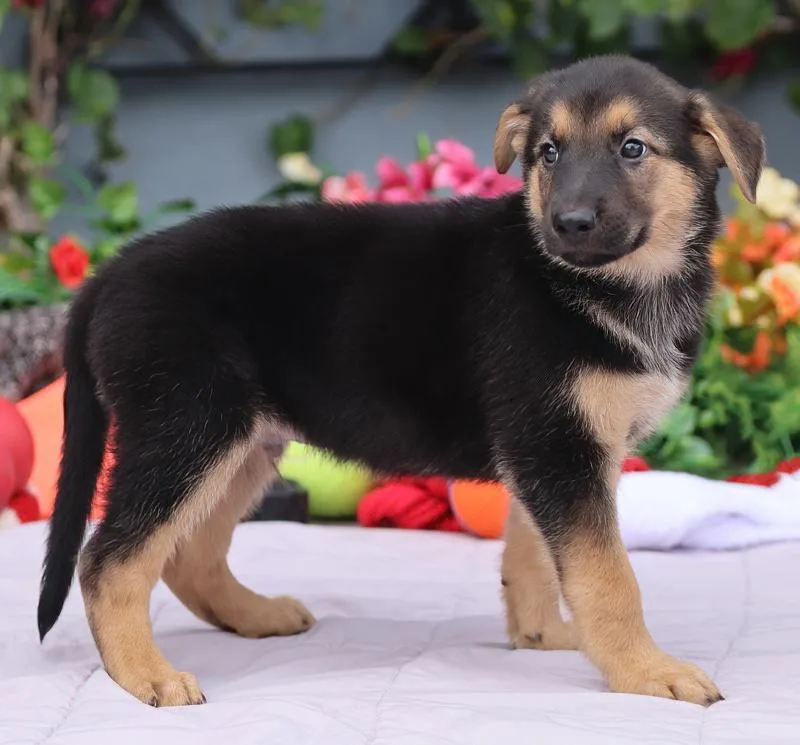 Sheldon von Nala thumbnail 6