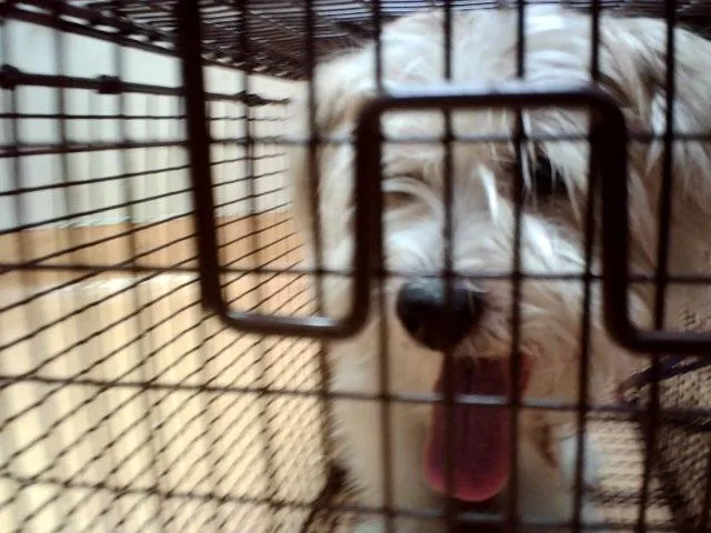 An adult small-sized male Terrier dog named Maxwell Smart for adoption in Martinez, CA