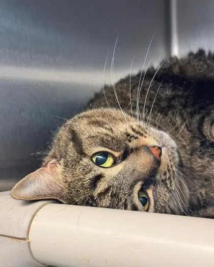 An adult medium-sized female Domestic Short Hair cat named Veva for adoption in Fallston, MD
