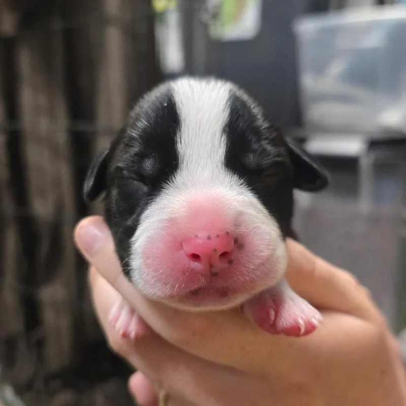 A baby small-sized female Black Mixed Breed dog named Pj for adoption in Branson, MO