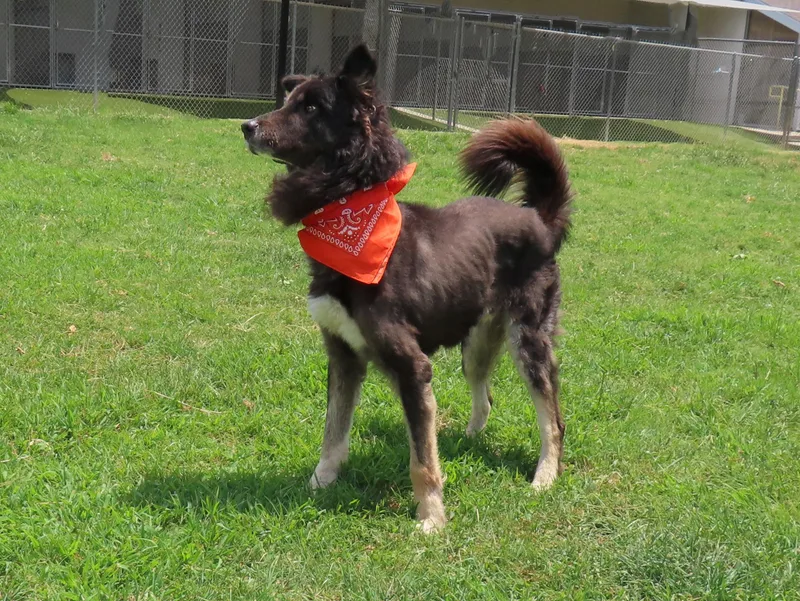 A senior medium-sized male Shepherd dog named Govner C for adoption in Rogers, AR