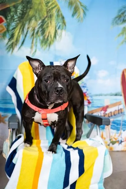 An adult medium-sized female Pit Bull Terrier dog named Maeve for adoption in Minneapolis, MN