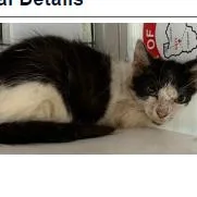 A baby small-sized male Black Domestic Medium Hair cat named Surfing Stitch for adoption in Austin, TX