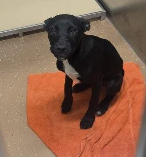 A baby medium-sized female Black Labrador Retriever dog named Lumi for adoption in Allen, TX