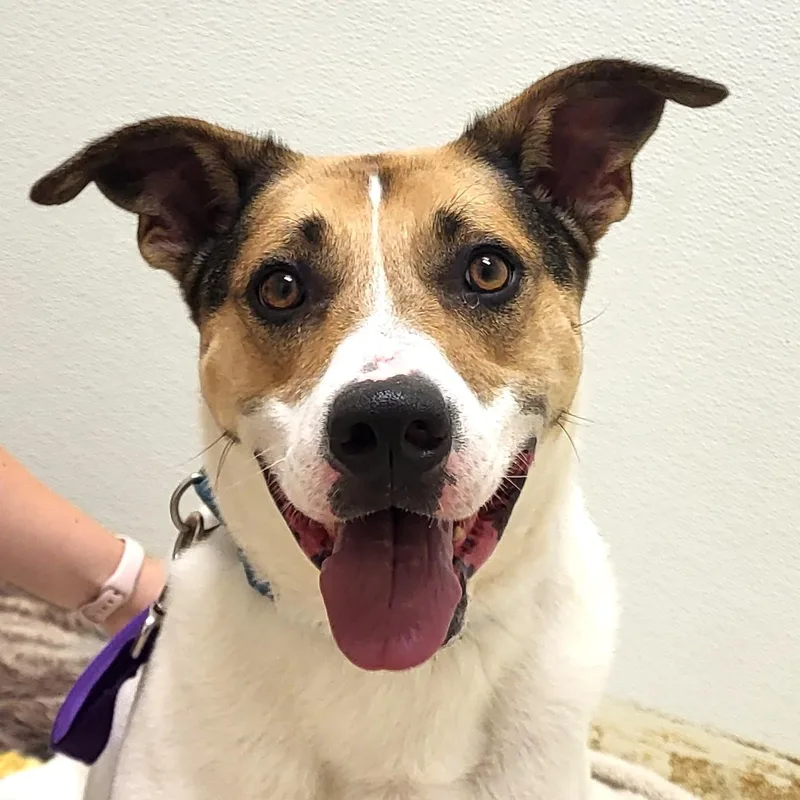 An adult large-sized male White / Cream Hound dog named Diego for adoption in Grayslake, IL