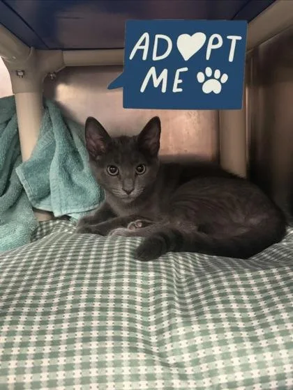 A young small-sized male Domestic Short Hair cat named Branch for adoption in Lowell, MA