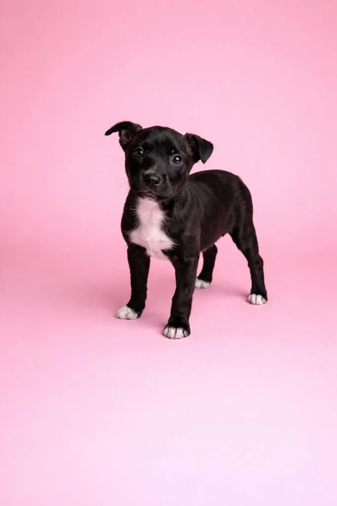 A baby small-sized female Terrier dog named Bean for adoption in Wauchula, FL