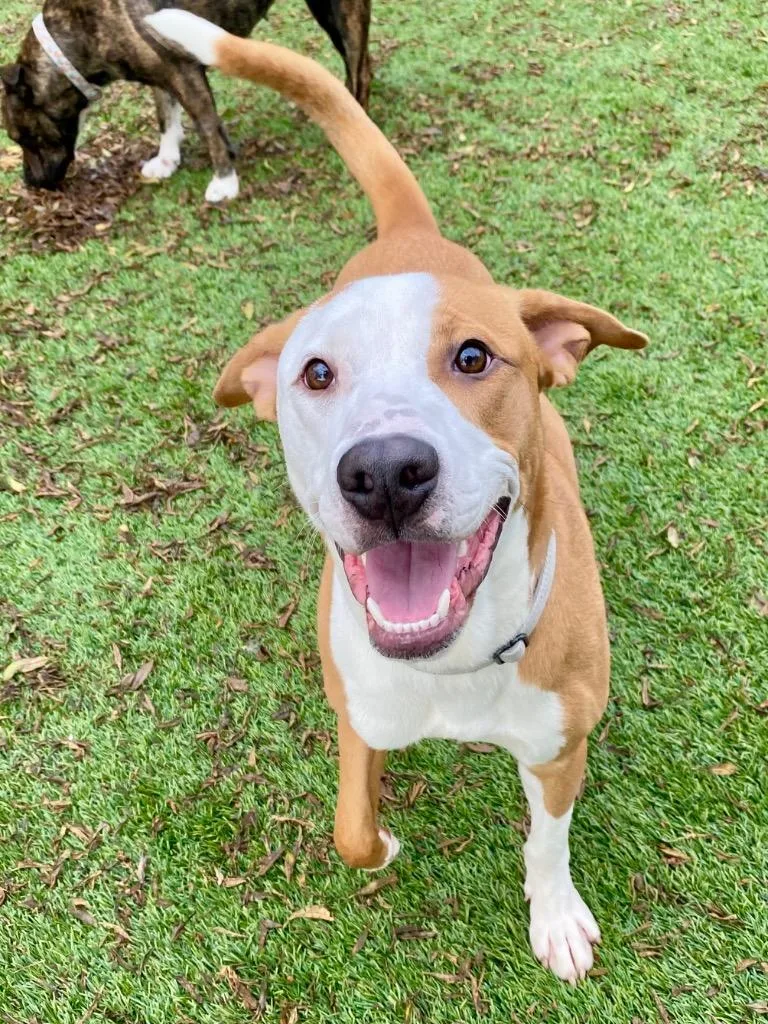 Slim Jim thumbnail 2