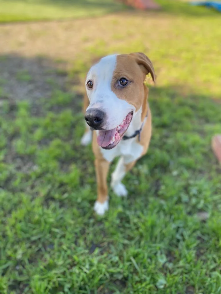 Slim Jim thumbnail 3