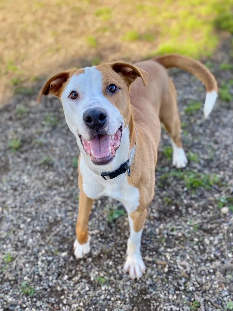 Slim Jim thumbnail 5