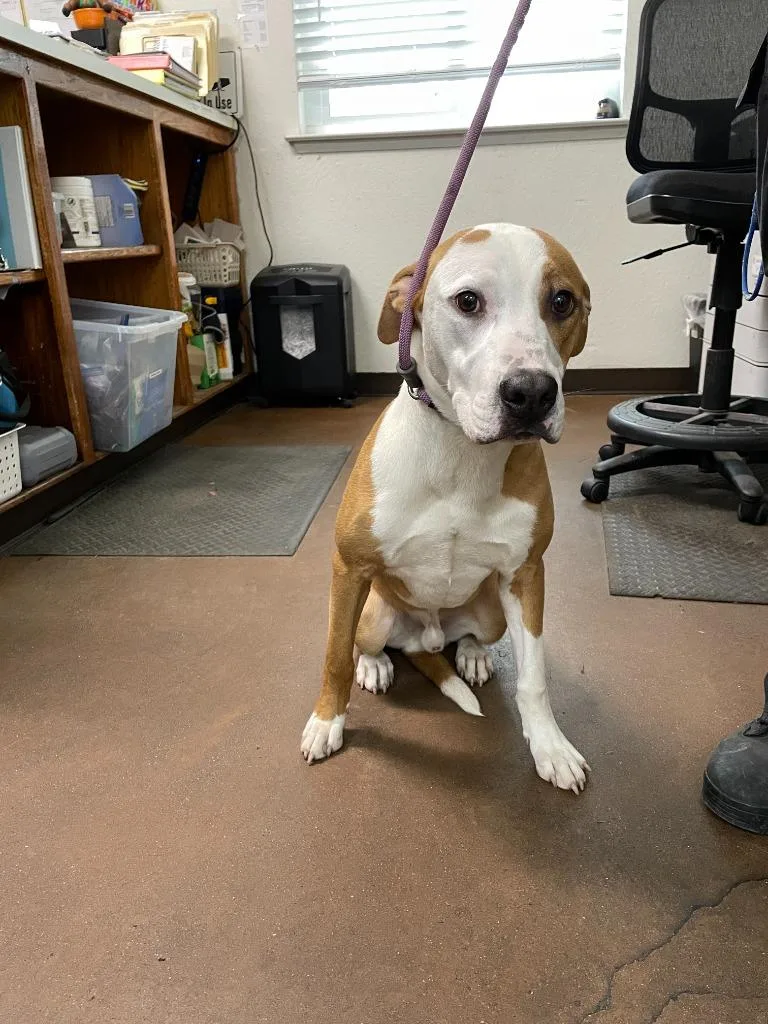 Slim Jim thumbnail 6