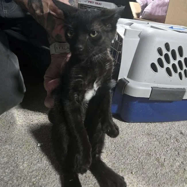A baby small-sized female Black Domestic Short Hair cat named Kya for adoption in Sioux Falls, SD