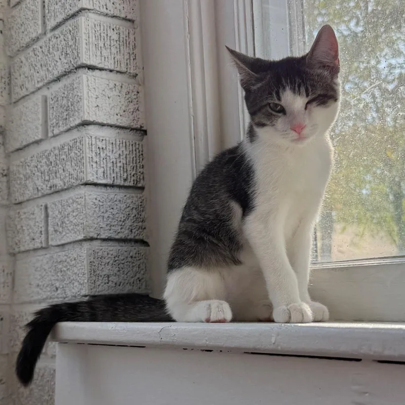 A baby small-sized male Brown / Chocolate Domestic Short Hair cat named Waffle for adoption in Evansville, IN