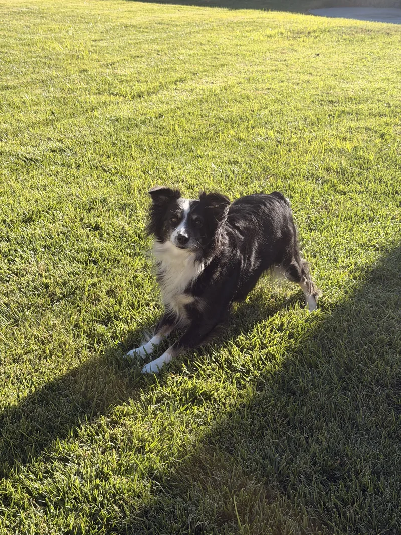 An adult small-sized female Black Australian Shepherd dog named Apollo for adoption in La Mesa, CA