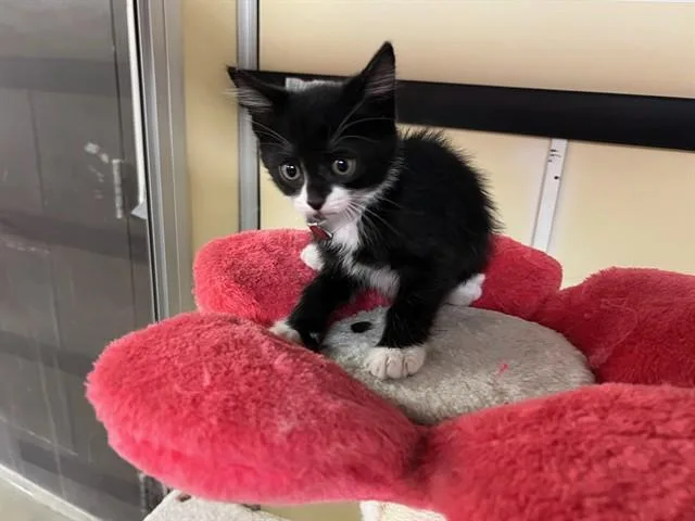 A baby small-sized male Domestic Short Hair cat named Wednesday for adoption in Lancaster, CA
