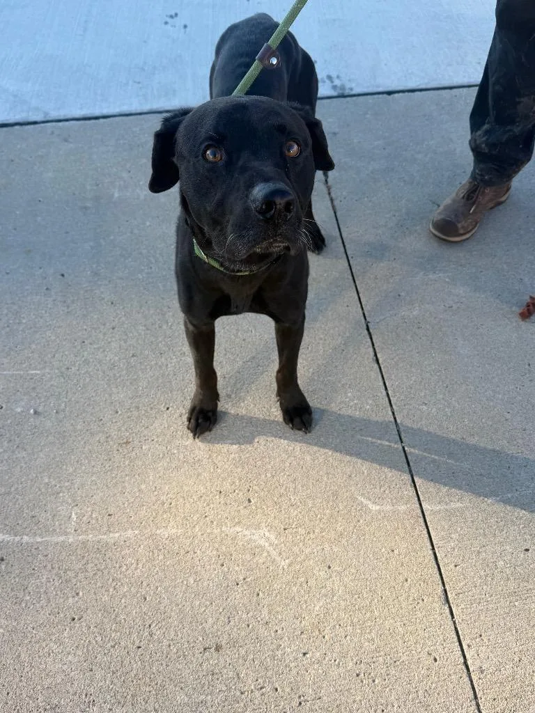 A young medium-sized male Labrador Retriever dog named Wesley for adoption in Marion, OH