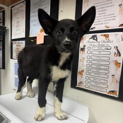 A baby large-sized male Husky dog named Jupiter for adoption in Morton Grove, IL