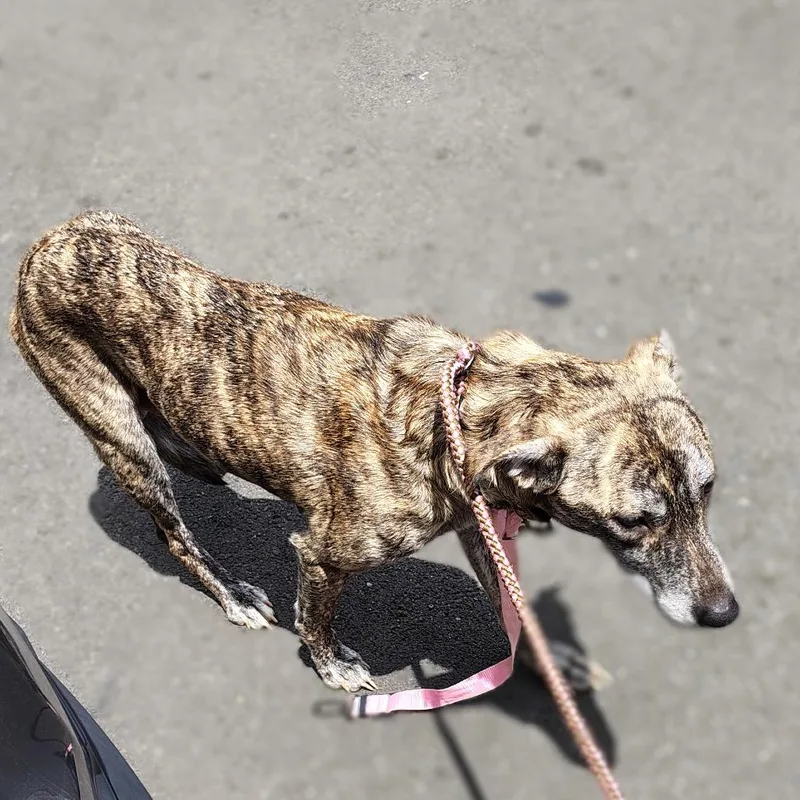 An adult large-sized female Greyhound dog named Noel for adoption in Coos Bay, OR