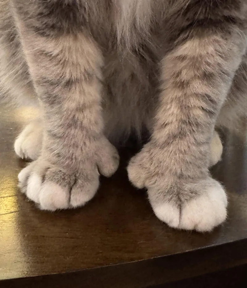A senior medium-sized male Domestic Short Hair cat named Bootsy for adoption in Herndon, VA