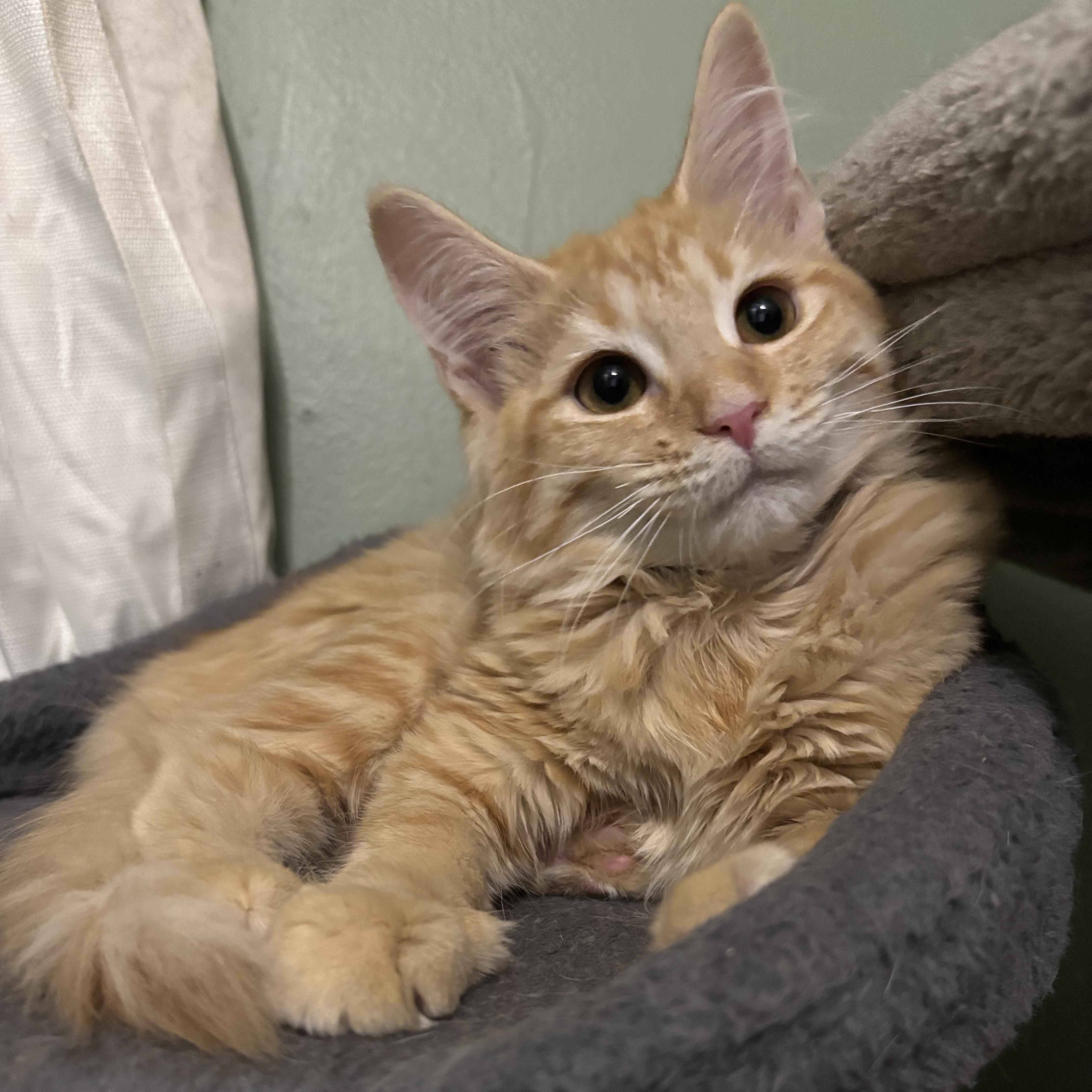 A baby small-sized female Tabby (Orange / Red) Domestic Medium Hair cat named Habanero for adoption in Richmond, VA