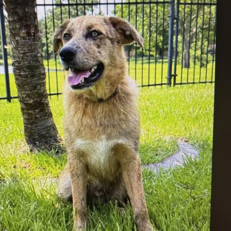 A young medium-sized male Brown / Chocolate Australian Shepherd dog named Midas for adoption in Hattiesburg, MS