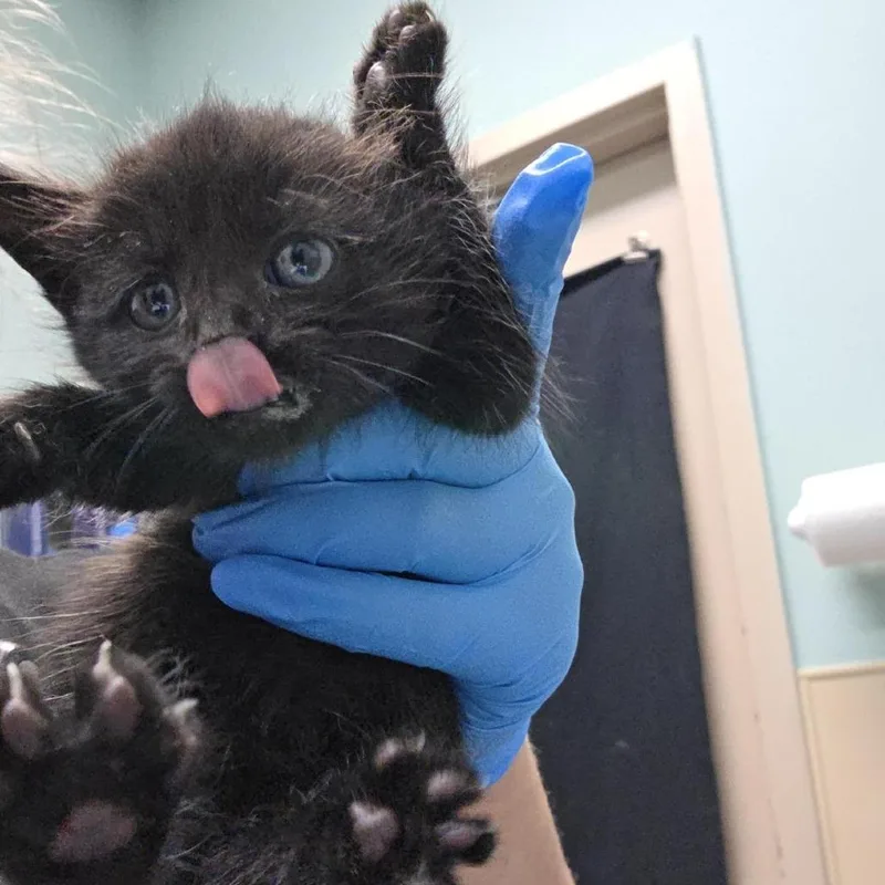 A baby small-sized male Domestic Short Hair cat named Night for adoption in Tacoma, WA