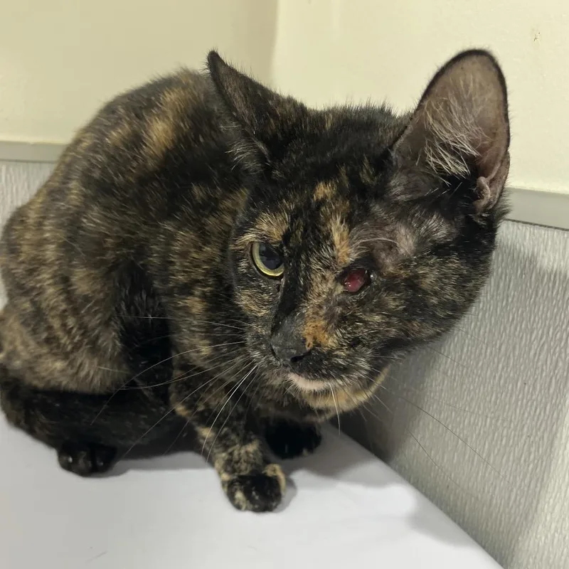 An adult medium-sized female Tortoiseshell Domestic Short Hair cat named Wren for adoption in Tampa, FL