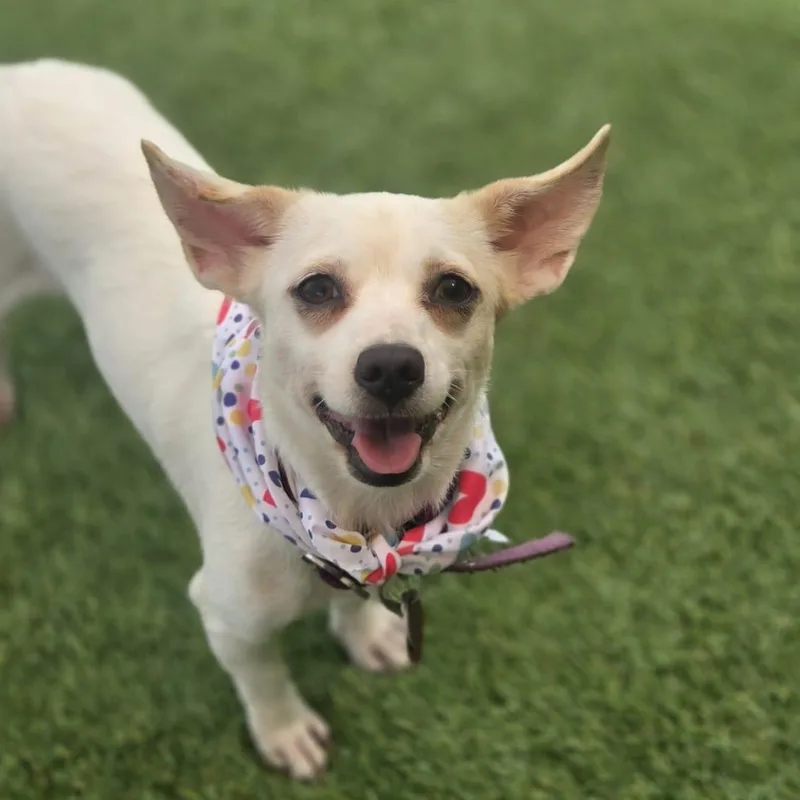 An adult small-sized female Chiweenie dog named Prada for adoption in Humacao, PR