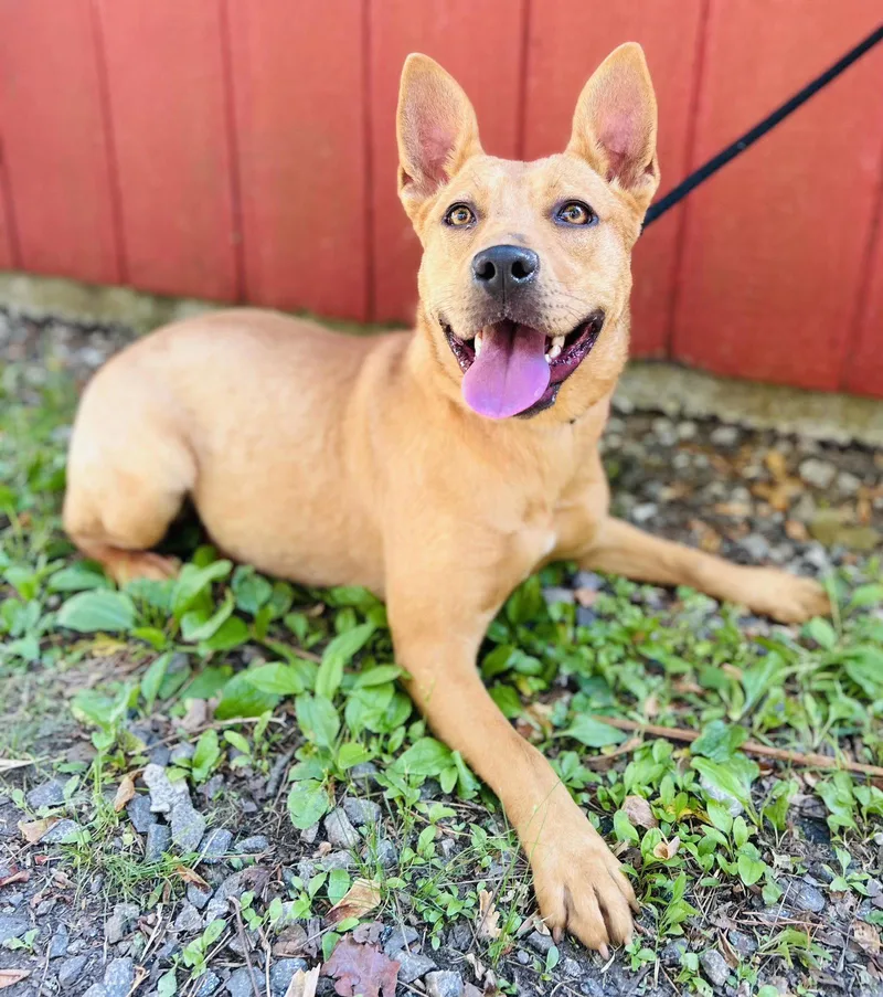 A young medium-sized female Terrier dog named Lulu for adoption in Clarkesville, GA