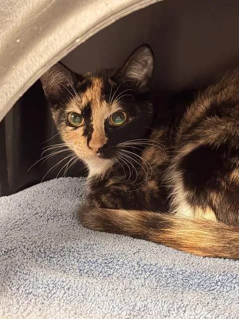 Tortie Shell