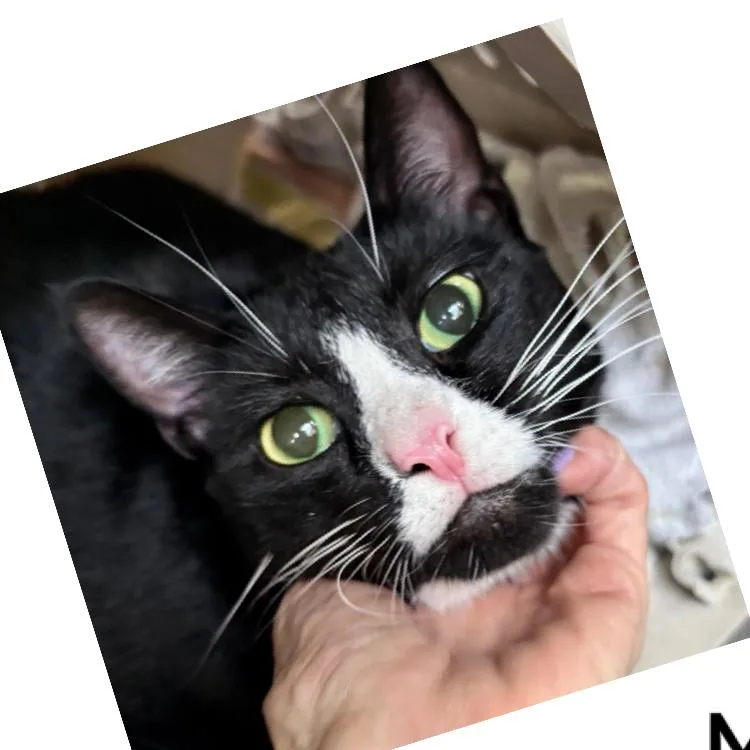 An adult extra large-sized male Black Domestic Short Hair cat named Jerry for adoption in Boston, MA