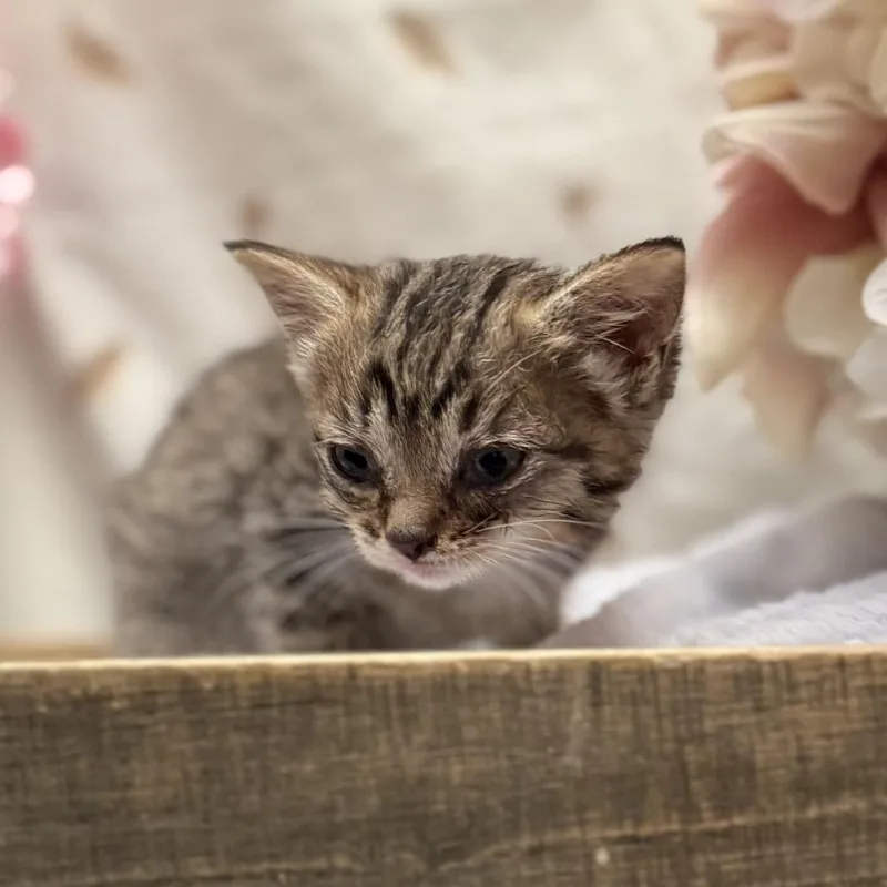 A baby small-sized female Brown / Chocolate American Shorthair cat named Lucy for adoption in Newberg, OR