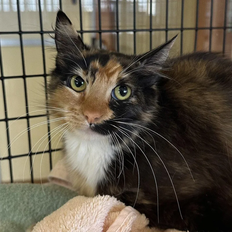 An adult medium-sized female Domestic Short Hair cat named Amira for adoption in Burlingame, CA