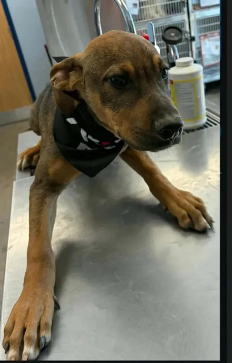 A young medium-sized male Shepherd dog named Casper for adoption in Kingman, AZ