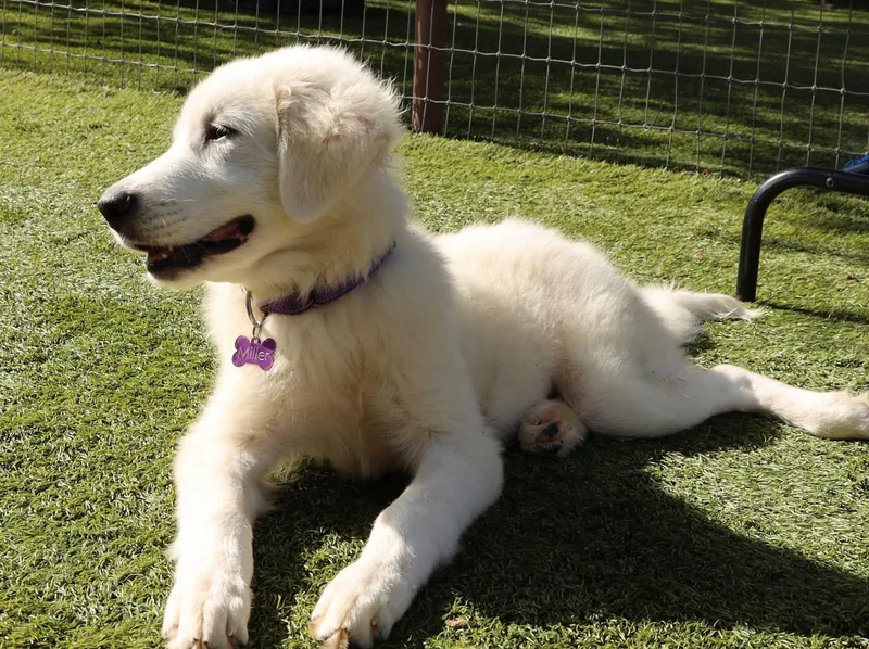 A baby large-sized female Great Pyrenees dog named Biscuit for adoption in Keller, TX